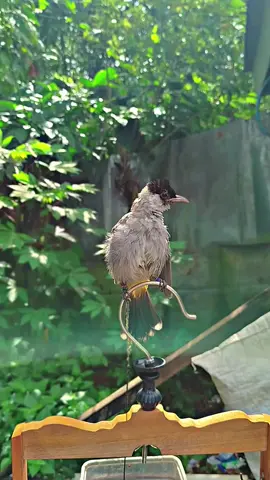 jemur pagi #kutilang #kutilangmania #kicaumania #kicaumaniaindonesia #fyp 