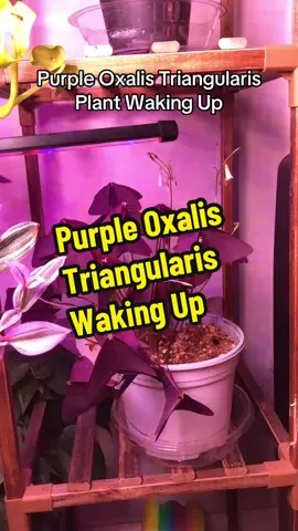 Don’t mind the bug lol. I bought this Purple Oxalis Triangularis from @yourplantplugca last spring and it’s just so gorgeous!! I love how it goes to sleep & wakes up!  #oxalis #oxalistriangularis #plants #flowers #plantsoftiktok 