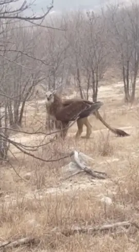 October 23, 2025  Reports are emerging from Serra Do Divisor National Park, a remote and dense rainforest along the Brazil-Peru border, where a park ranger claims to have photographed what appears to be a griffin-like creature. The photos, which show a massive winged form perched on a fallen tree before vanishing into the canopy, have ignited a storm of speculation online. The ranger, who was conducting a wildlife survey, insists the creature emitted a guttural, eagle-like screech moments before taking flight into the night sky. Throughout history, the griffin has been a powerful symbol of mystery - part eagle, part lion, representing both the sky and the earth. Originating in ancient Mesopotamian and Persian mythology, it was said to guard treasures and sacred places. Greek and Roman accounts described griffins as fierce protectors of gold in the mountains of Scythia, while medieval bestiaries transformed them into divine guardians, symbolizing vigilance and strength. The depiction has remained surprisingly consistent across time: a majestic hybrid with the head and wings of an eagle and the body of a lion. Could a living counterpart to this myth truly exist, hidden deep within the Amazon's untouched corners? Some cryptozoologists suggest that ancient myths may have been rooted in rare, now-forgotten species - remnants of a time when humankind's reach hadn't yet disturbed the planet's wildest frontiers. The Serra do Divisor sighting has reignited debate over what could still be lurking in Earth's least explored ecosystems - and whether the legends we tell are memories of something the world has simply chosen to forget. #Griffin #Brazil #Peru #SerraDoDivisorNationalPark #2025