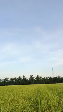 Pesona Simalai Panjang Galur Sedayu 95 HST Kuneng Meuh  #petanipemula #petanimuda #petanisukses💪🌾🌿 #fypシ゚ #fyppppppppppppppppppppppp 