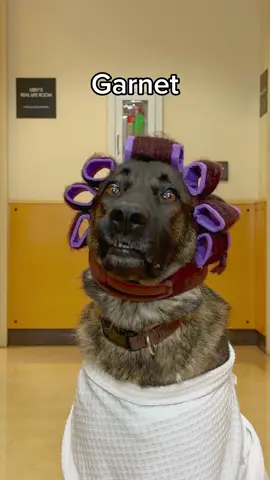 Meet some of the adorable pups at @Oregon Humane Society 🤗🐾 👑 Samantha (Husky/Lab mix, 5 yrs) —Not quite ready to adopt, but she’ll be available soon! 😄 Erwin (Chihuahua, 1 yr) — adopted! 🎉 💖 Sookie (Pitbull Terrier, 2 yrs) — Sweet and silly, not yet available but worth the wait. 🤍 Lillian Grace (Great Pyrenees, 10 yrs) — A gentle soul from a large rescue mission, healing beautifully and ready to find her forever home. 💥 Poquito Bonito (Pitbull Terrier, 11 mo) — A bundle of love, available now! 🧡 Phoenix (French Mastiff, 2 yrs) — Brave, bashful, and finally ready for adoption after months of socializing. 🌟 Garnet (German Shepherd, 2 yrs) — Adopted and thriving! Visit oregonhumane.org to meet more amazing pets waiting for their happily-ever-after. 🐕🎃 #dogsoftiktok #rescuedogs 