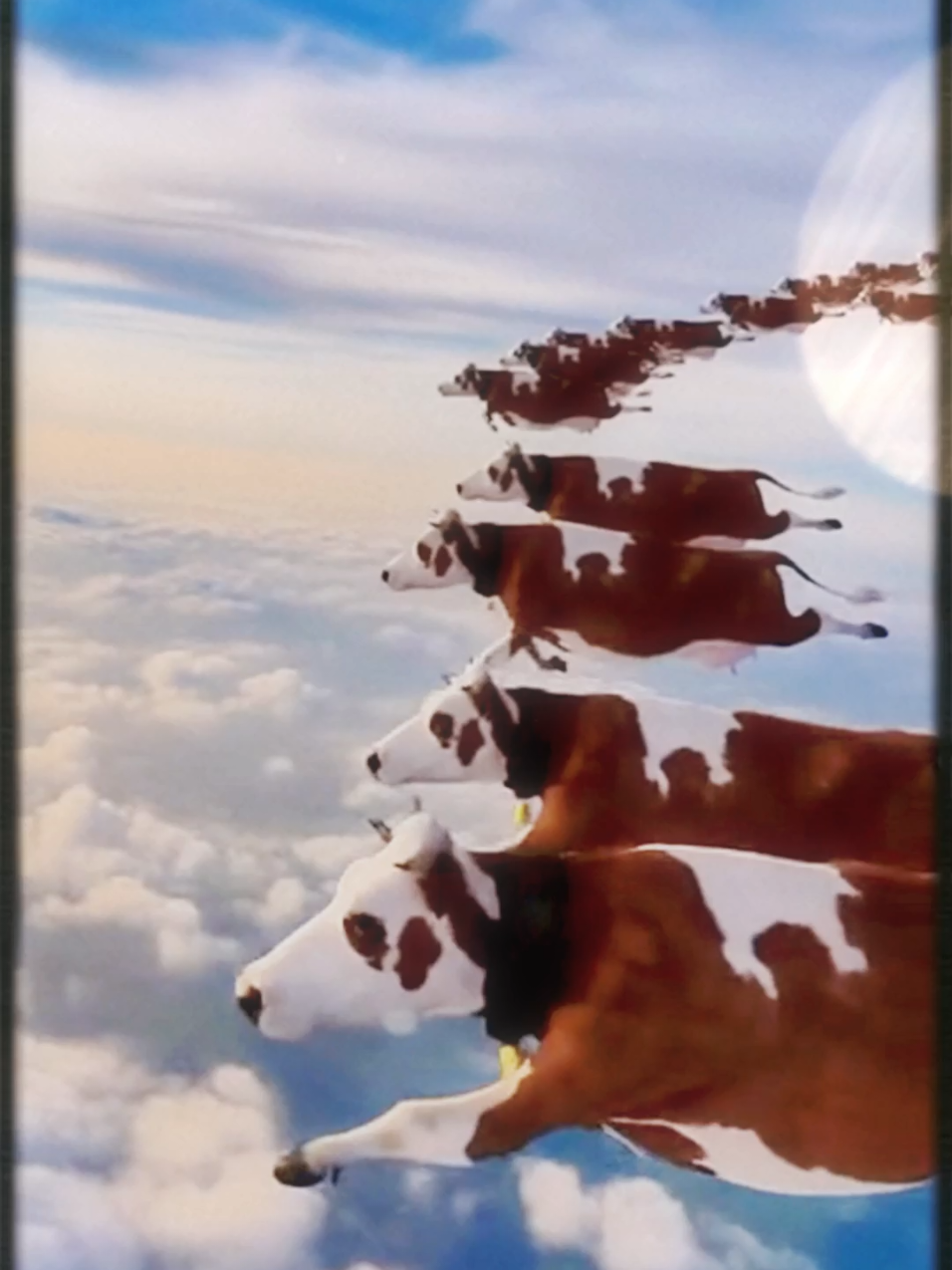 Tự dưng yêu mấy con bò này đến lạ