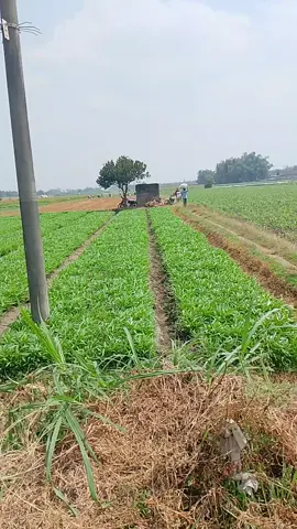 #nganjuknyawiji #tiktokfypシ #petaniindonesia🇮🇩🇮🇩🇮🇩🌿🌿 #tkwindonesiataiwan🇹🇼🇲 #nganjuk_jawa_timur 