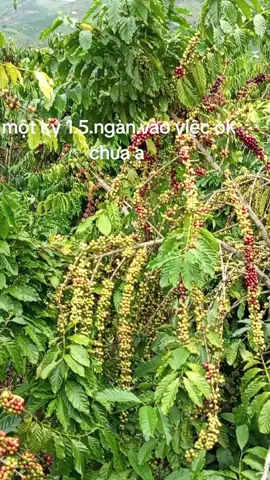 giá như vậy ok chưa ạ được là vào việc luôn ạ