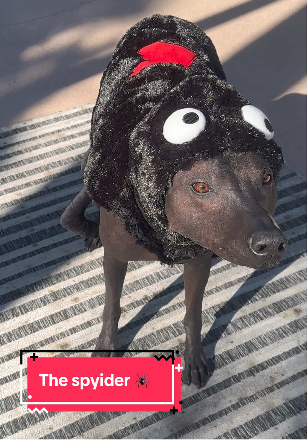 Maximo was not impressed with his spider costume 😂 🕷️ #costume #halloween #xoloitzcuintle #dogtok #pet 