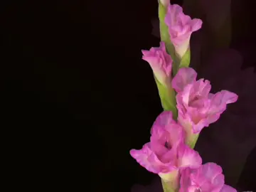 Champagne Coast🎧 #bloodorange #lyrics #edit 