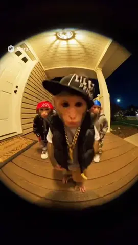 do you believe him?🤣 #funny #fyp #monkey #soraai #viral 