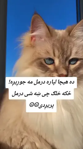 #creatorsearchinsights  🇦🇫پشتون تاجک اوزبک هزاره زنداباد🇦🇫