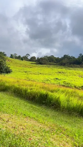 ทุ่งกวาง29/10/2025 ลมหนาวกระหน่ำทั้งคืนจนเช้า 🍃☃️