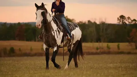 Zaddy will be at @Dixie Horse Auction November 29th. Yall come check him out. #draftcross #fyp #horse #foryoupage 