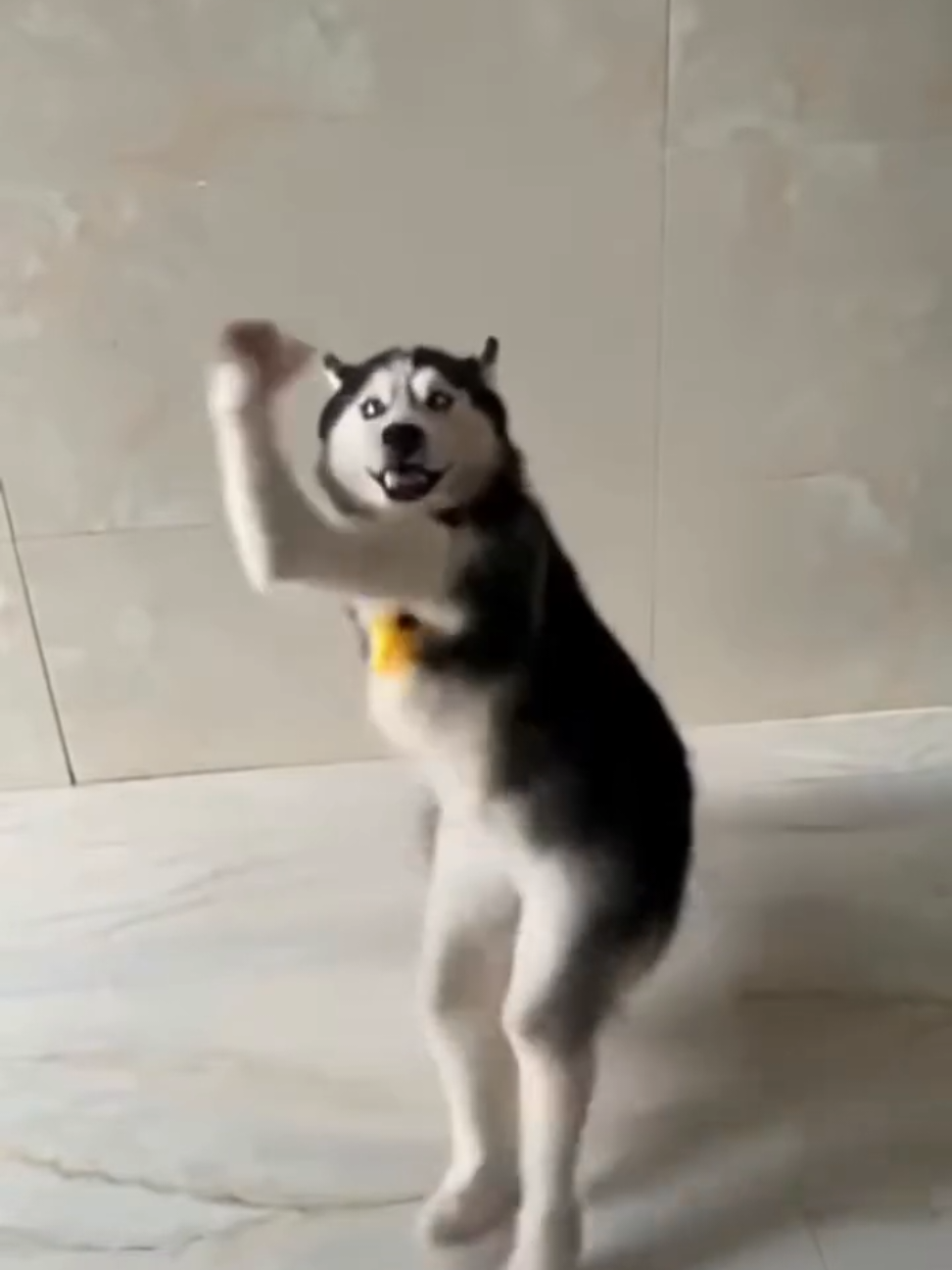 Husky Dance daily 🤣 #funny #husky #huskytrend 