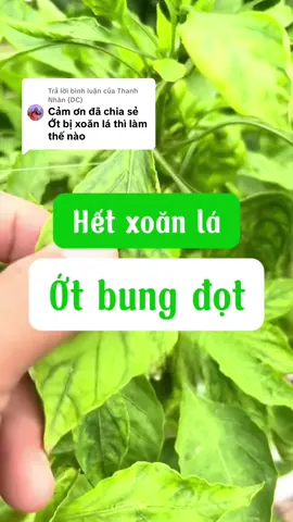 Trả lời @Thanh Nhàn (DC)  mẹo trị xoăn lá trên cây ớt.  #nôngnghiệp #ớt #chiasekinhnghiem #nôngdan #meohay 