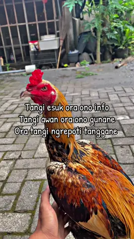 Info ngopi teman hobi ☕️ #buanafarmjogja #ddroosterfarm #fyp #ayambangkok #foryoupage 