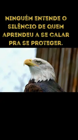 🦅 Hoje meu silêncio fala por mim. Nem sempre o barulho traz verdade. Às vezes, o silêncio grita mais alto. #Reflexão #FrasesDeImpacto #PazInterior #Motivação #forçamental 