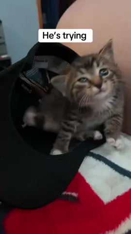 The boy is learning #fyp #kitten #cat 