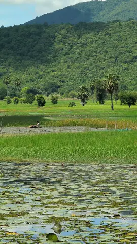 #ស្រុកស្រែ🖼️🌾🌞🌔❤️  #កំពង់ស្ពឺ 