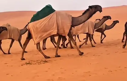 #راعٰــٓي_منـتوقـه🥇 لـ زعل الديحاني