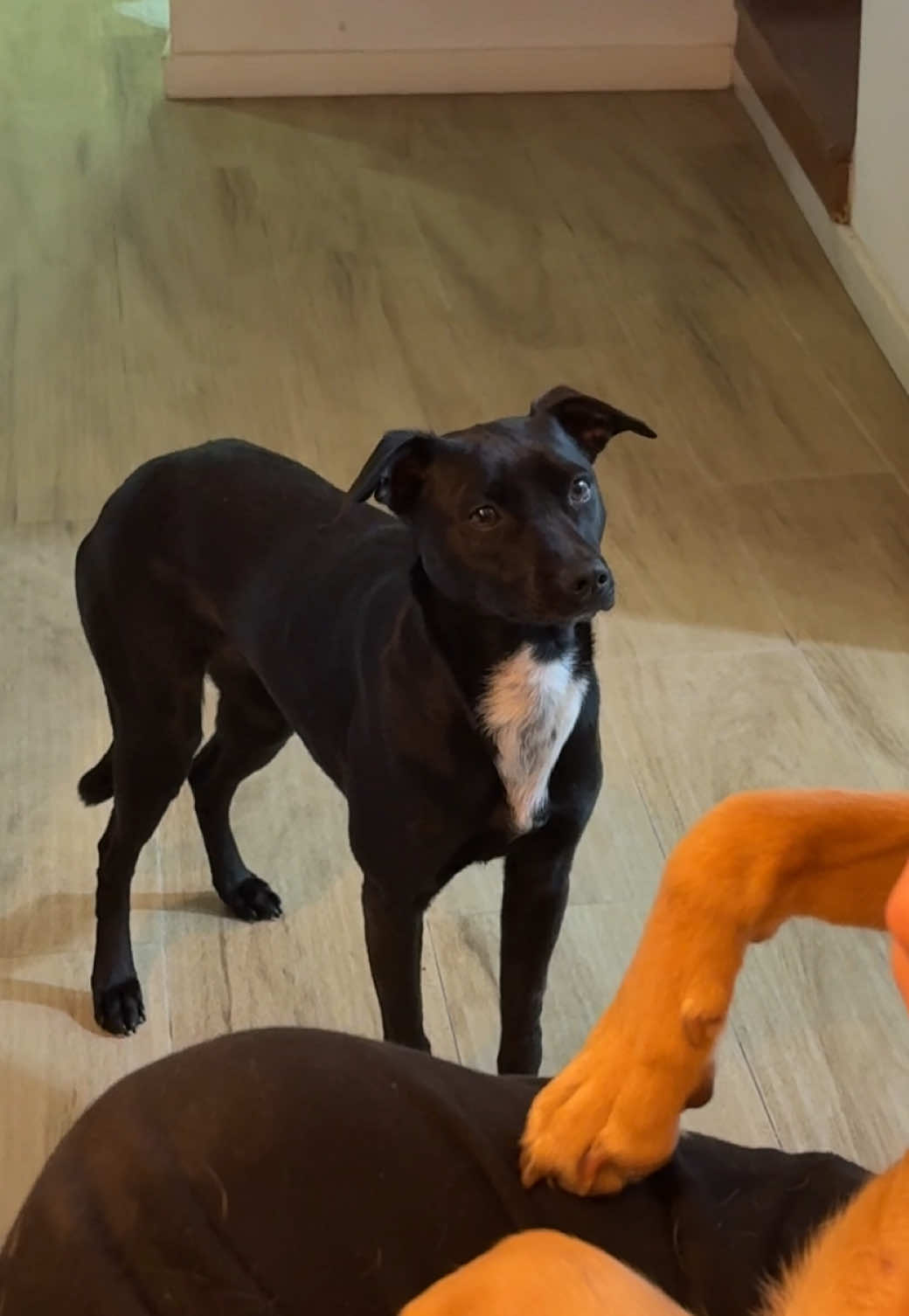 JAJAJAJAJAJAJA pobre Pachi 💔 #dogsofttiktok 