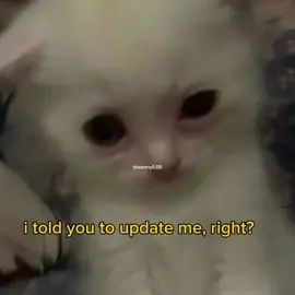 hmm??  .  .  #meme #voiceacting #funny #cute #cats 