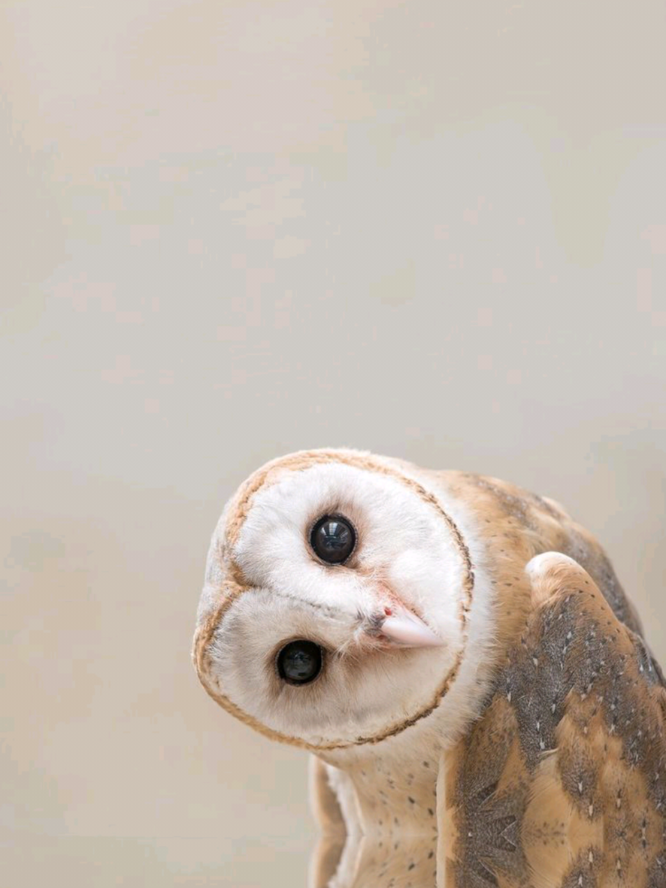 mukanya polos bgt🤏 @48galeri  #owl #burunghantu 