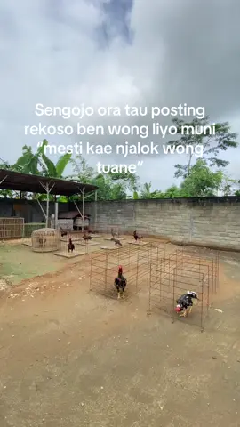 Menikmati drama tonggo 😂 #ayam #salamsatuhobby #peternakmuda #peternakayam #mangon #pamaiq #pakhoy #pakhoyfullbrakot #bk #bkclassic #birma #kademangan #blitar24jam #katakata #fypシ #fyp #fypage 