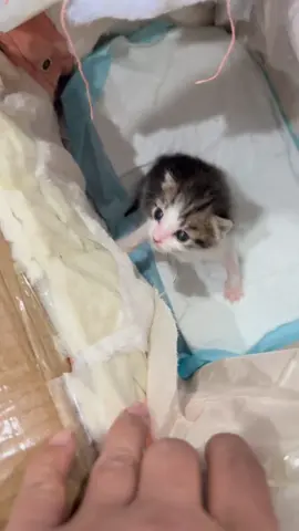 #foru #cutecat #catlover #kitty #kittensoftiktok 