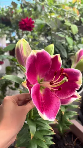 Hoa mùa mưa#xuhuong #cuocsongthuongngay #vlogs 