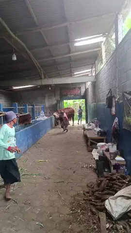 #gk sabar seng Kate budal Ng jember Sampek ngamok KING CORN FRAM#peternaksapimilenial  #kontesappsijember2025 #komunitassapiindonesia#fyppppppppppppppppppppppp 