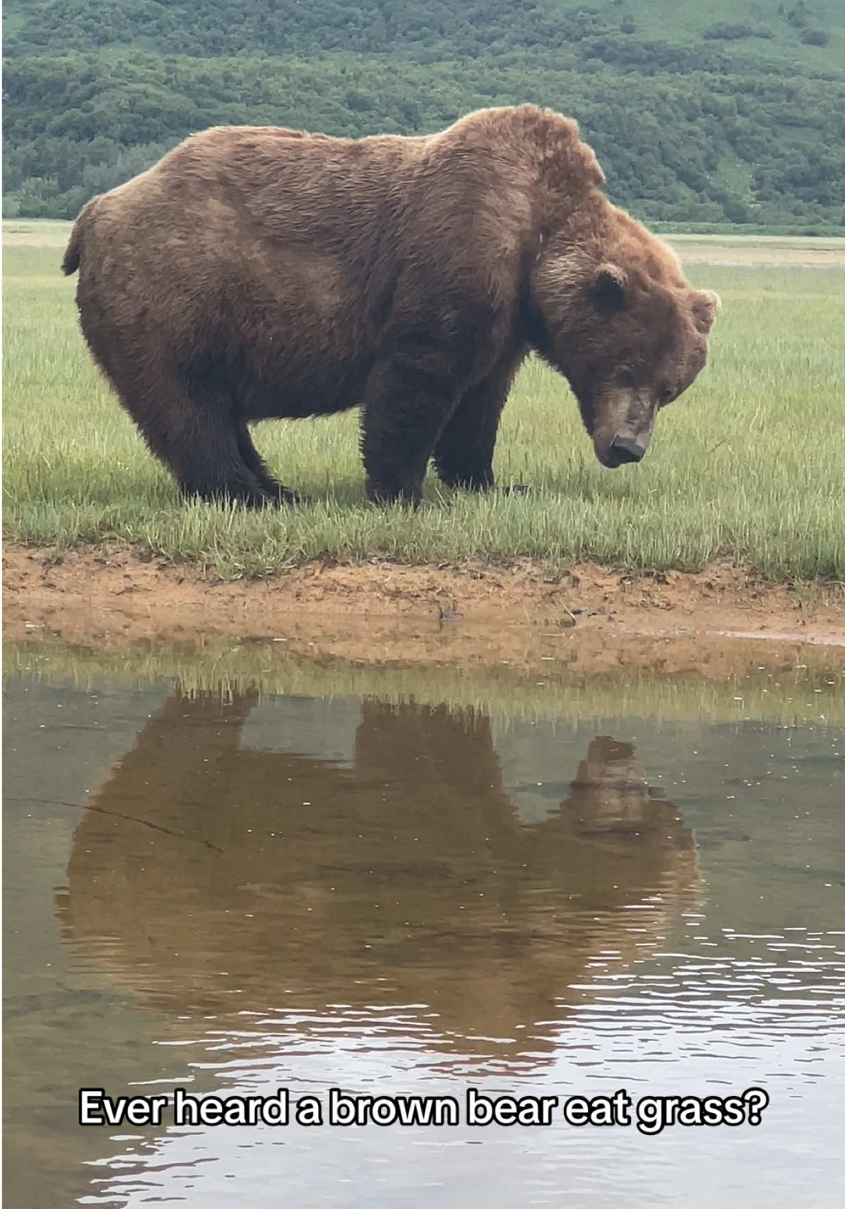 Have you ever heard a brown bear eating sedge grass?  We love to hear them munch! #wildlife #wildlifephotography #alaska #bears #brownbears 