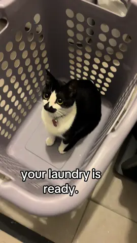 countess goobula in your laundry!!! #goobie #tuxedocat #funnycat #sillycat #catmeme 