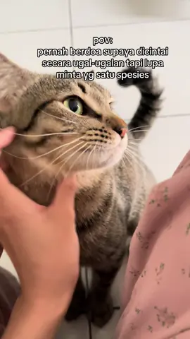 chiko ngejar gais😩 #fyp #boycat 