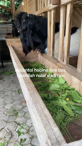 aamin #kambingetawa #kambingpe #kambingperaskaligesing #fyp #kambingsenidankontes 