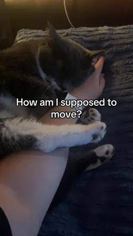 In the middle of #onepiece too 😭❤️ I love her. #fyp #onepiececat #luffy #sanji 