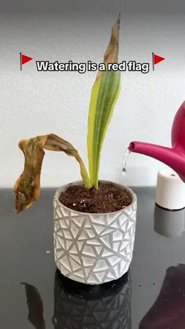 🌙 In the dark garden… whispers of unknown leaves surround you. 🕸️ Which plant is hiding in the shadows? 💀 What silent disease flows through its veins? 🔮 With one tap, the mystery is revealed. 🌿 Plant Identifier – uncover its secrets tonight. V1-7spytrendy#halloween #indoorjungle #monstera #indoorplants #PlantLover #plantcare #plants #houseplants #plantmom #PlantTok #halloweenlook #fyp