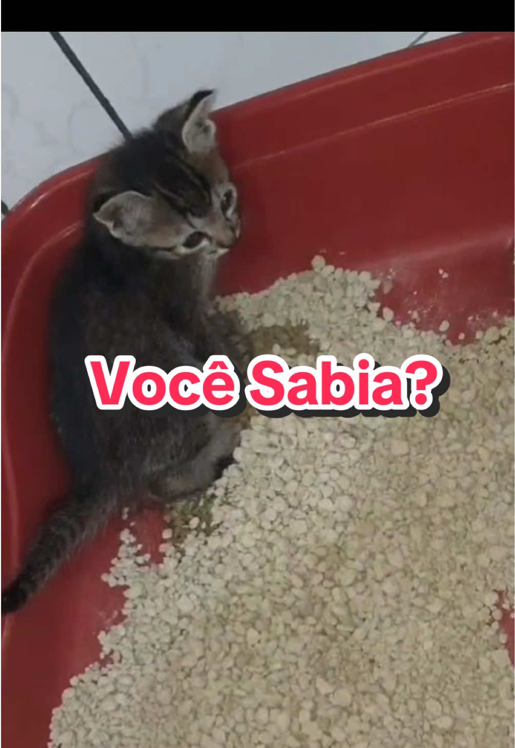 Você sabia que a Empresa Furacão Pet está fazendo 19 anos e que é a maior fabricante de acessórios pet da América Latina?  #gato #cat #petshop #furacaopet  @Furacão Pet @Furacão Pet Brasil 