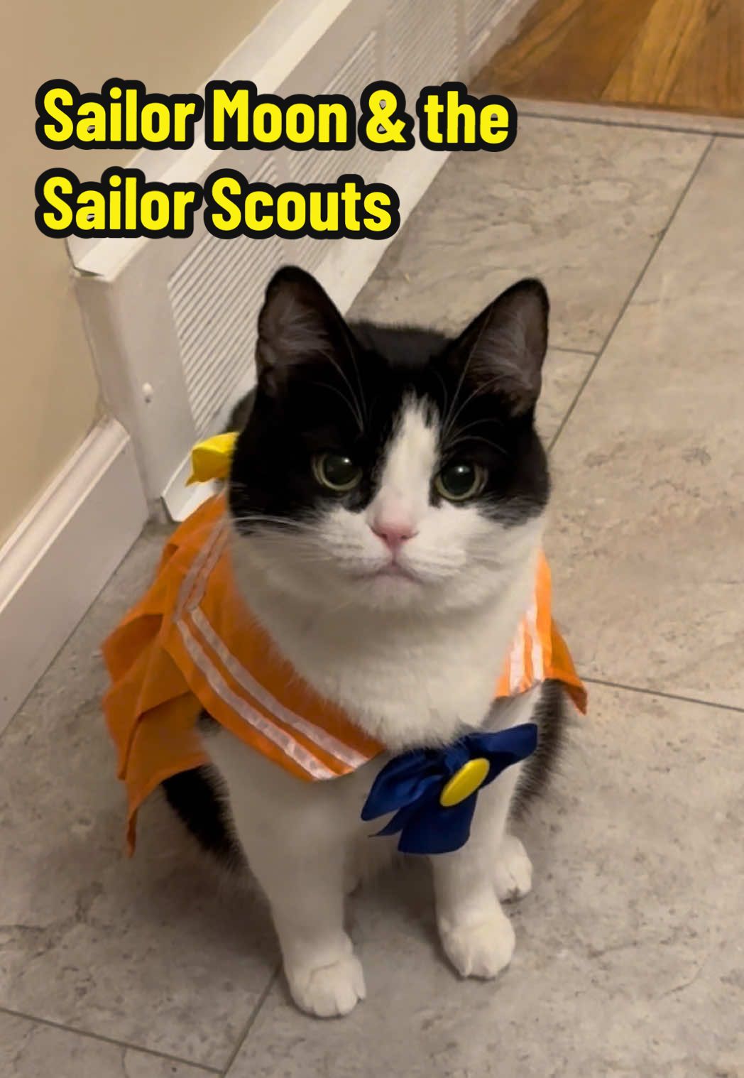 In the name of the Moon 🌙 I will punish you! 💖 #sailormoon #halloween #costume #cat #anime 