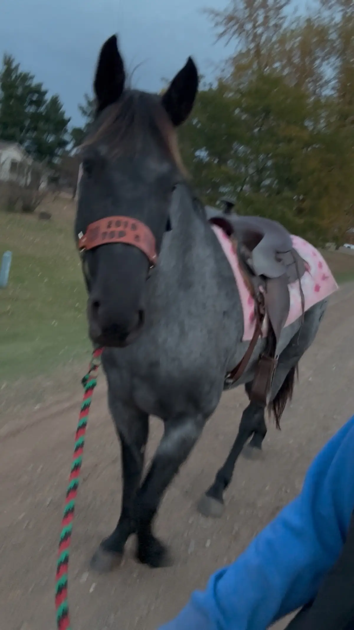 She’s strutting around like that saddle didn’t bother her a bit 🫶🏻 first time I put a saddle on her! #saddlebronc #horses #trend #pet #hearthorse 
