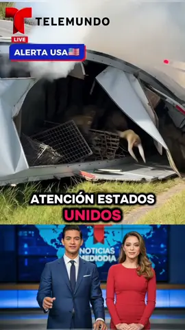 Un camión lleno de monos en Misisipi se volteo #mississippi #monos #estadosunidos🇺🇸 #tragedia #ultimahora 