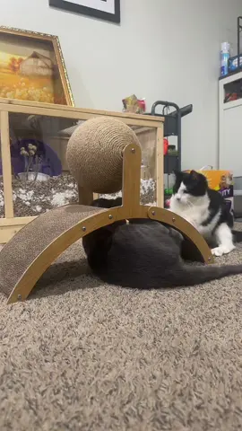 Un #scratcher para tus #gatitos #gatos #gatitostiktok #catscratcher 