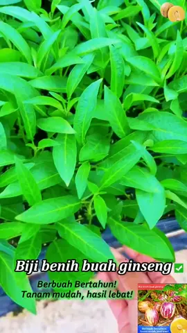 Cepat tanam satu pokok buah ginseng ni, manis je takde masam! Mak ayah dengan budak-budak semua suka makan! #buahginseng #benih #buah #benihbuahginseng 