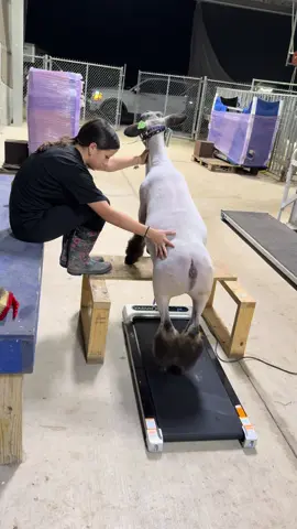 When your daughter has to workout her lamb and you have to donate your walking pad 🥲😅 #ffa #lambworkout   #livestock #livestockshow #fyp