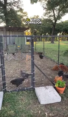 Tela galinheiro #telagalinheiro #telagalvanizada #telaarame #arame #telapinteiro     