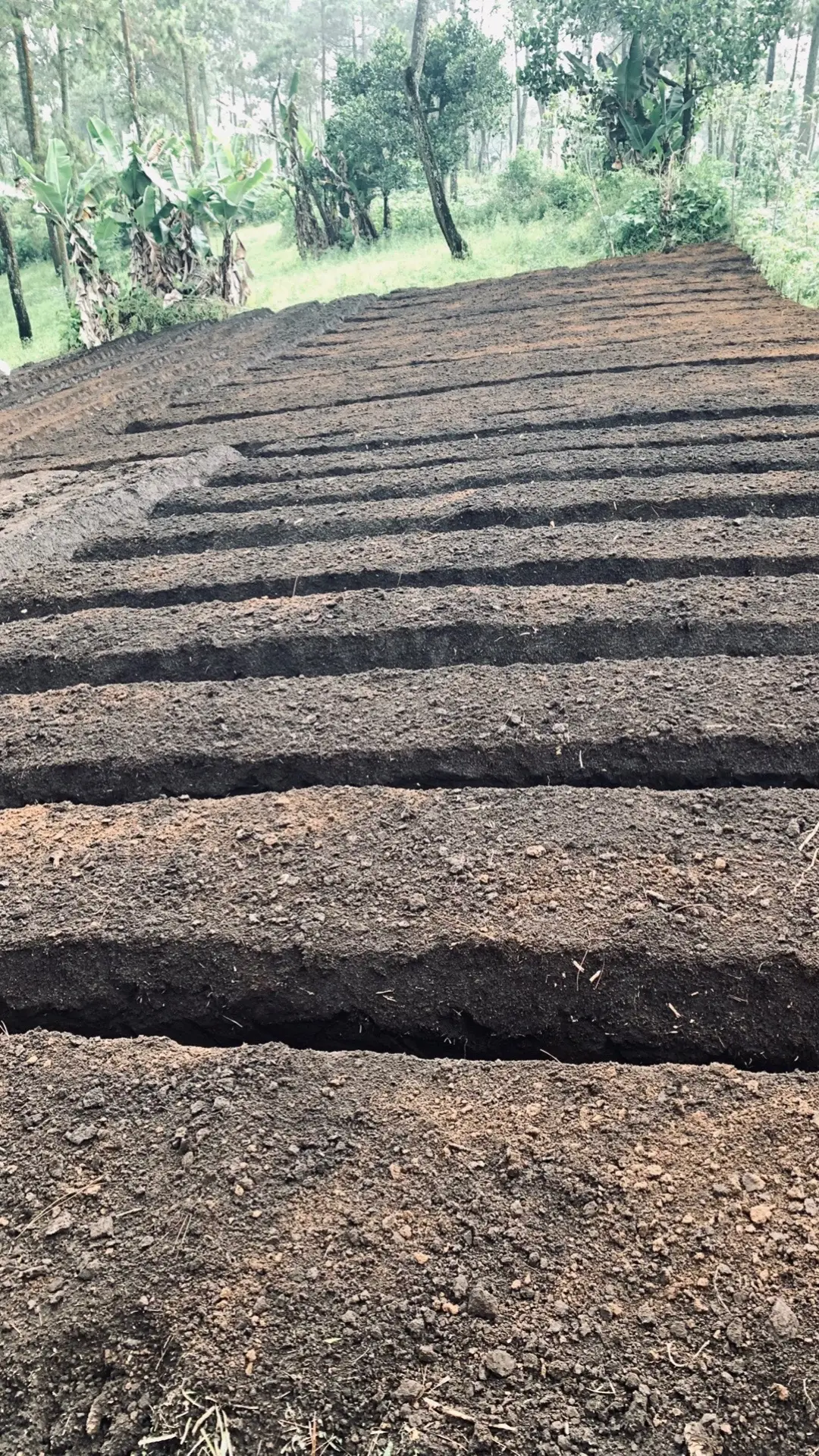 #🤲 #fyp #petani #petanimilenial #petanimuda 