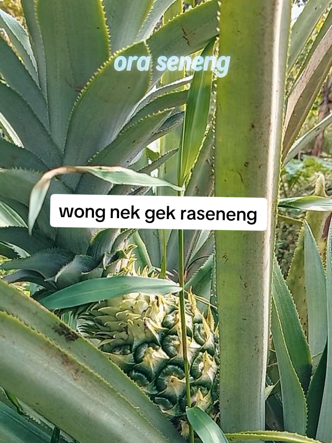 uwong kuwi lek pancen #story #katakata #fyppppppppppppppppppppppp 