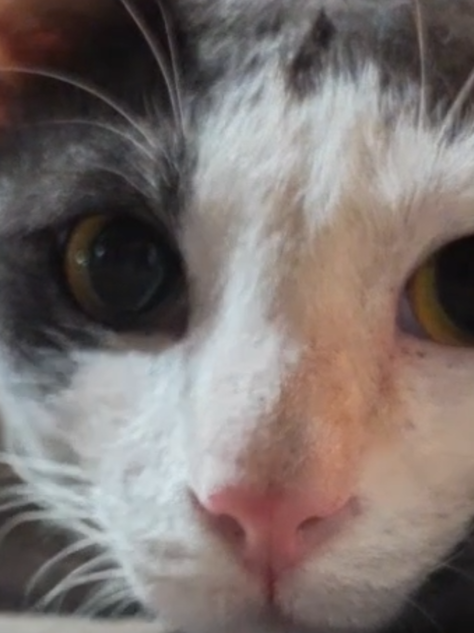 Kitty loaf waiting for cuddles at the park! #bangkok #catlover #catsoftiktok 