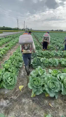 kura‘’albino🐢🐢 #taiwan🇹🇼 #bagianujung 