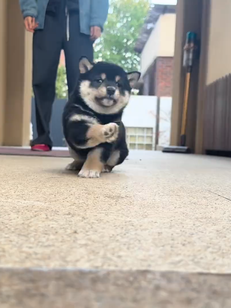 可愛すぎて癒されますね、小黒がよちよち歩いてる姿🐾💖#どうぞよろしくお願いします #ワンちゃん #美しい生活を記録する😝