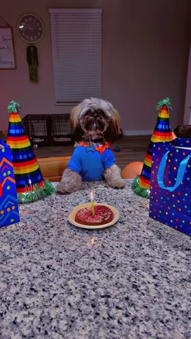 My little dude is one 🤍1️⃣  can’t believe we have had him since he was just a pup 🐶 we love you Big Boy you bring us so much joy! 🥹 