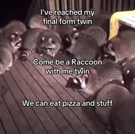 Right twin🥹✌️ #fyp #raccoon #comebearacconwithmetwin #animaltok #relatable 