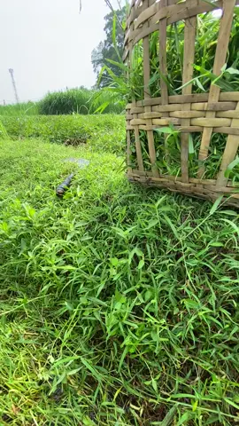 isuk jiii #kediri24jam #peternakmuda #tukangngarit 